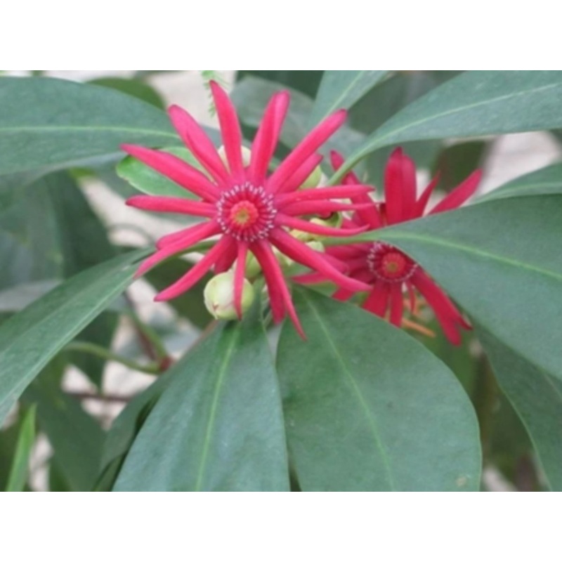 Ilicium floridanum – Florida Anise Tree