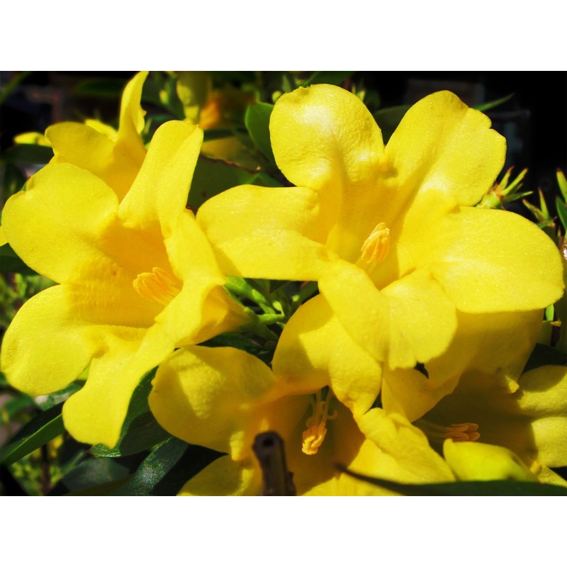Jasminum humile – Yellow Jasmine