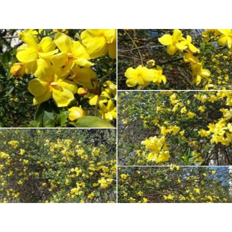 Jasminum mesnyi – Primrose Jasmine