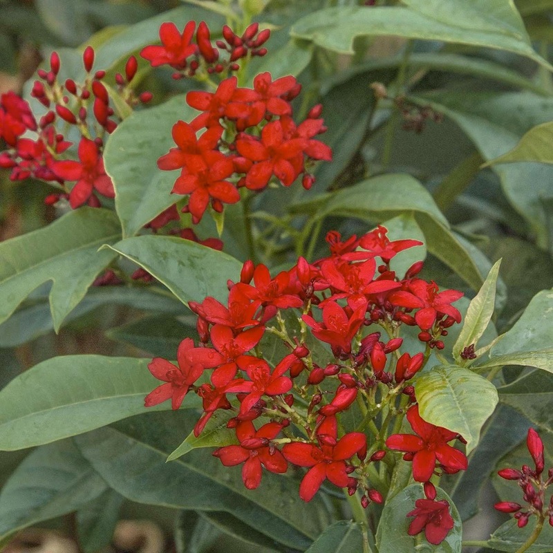 Jatropha ‘Compacta’ – Compact Spicy Jatropha – 5 Gallon