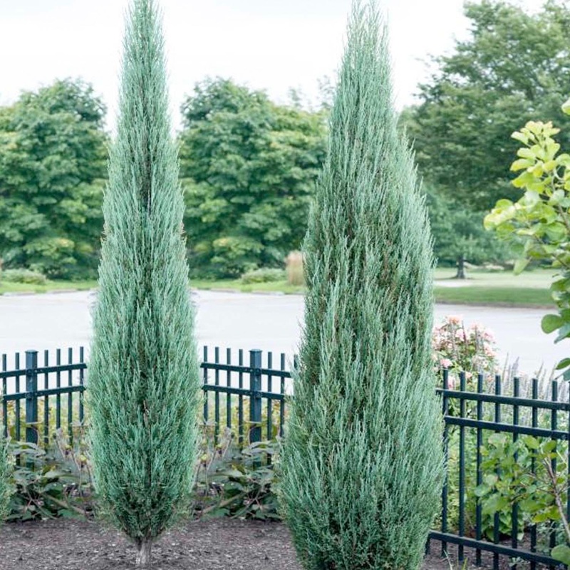 Juniperus ‘Blue Arrow’ – Blue Arrow Juniper – 25 Gallon