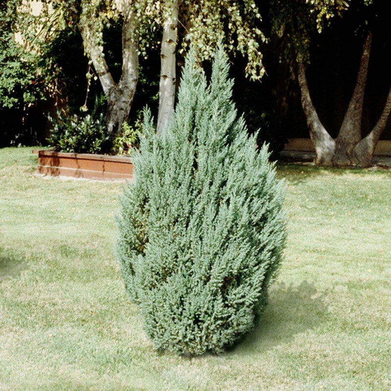 Juniperus ‘Blue Point’ – Blue Point Juniper – 5 Gallon