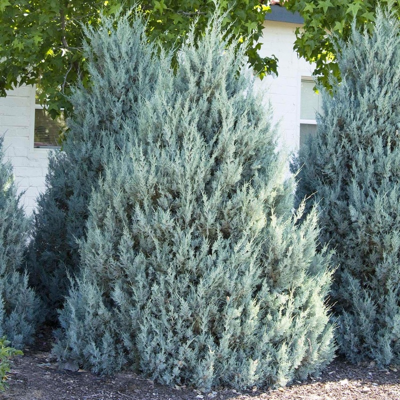 Juniperus scop. ‘Wichita Blue’ – Wichita Blue Juniper – 30 Gallon
