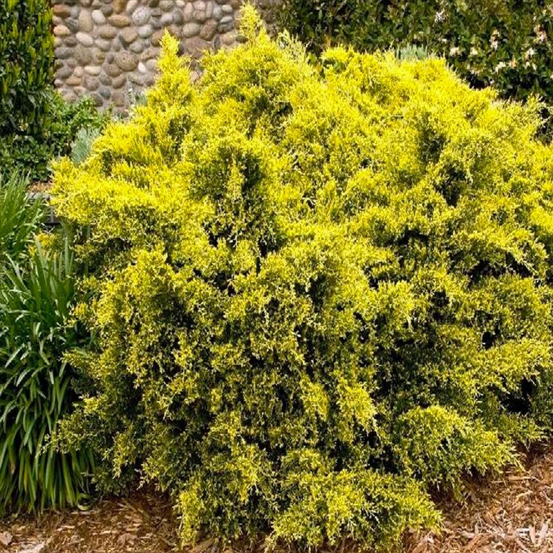 Juniperus ‘Sea Of Gold’ PP – Sea of Gold Juniper – 2 Gallon