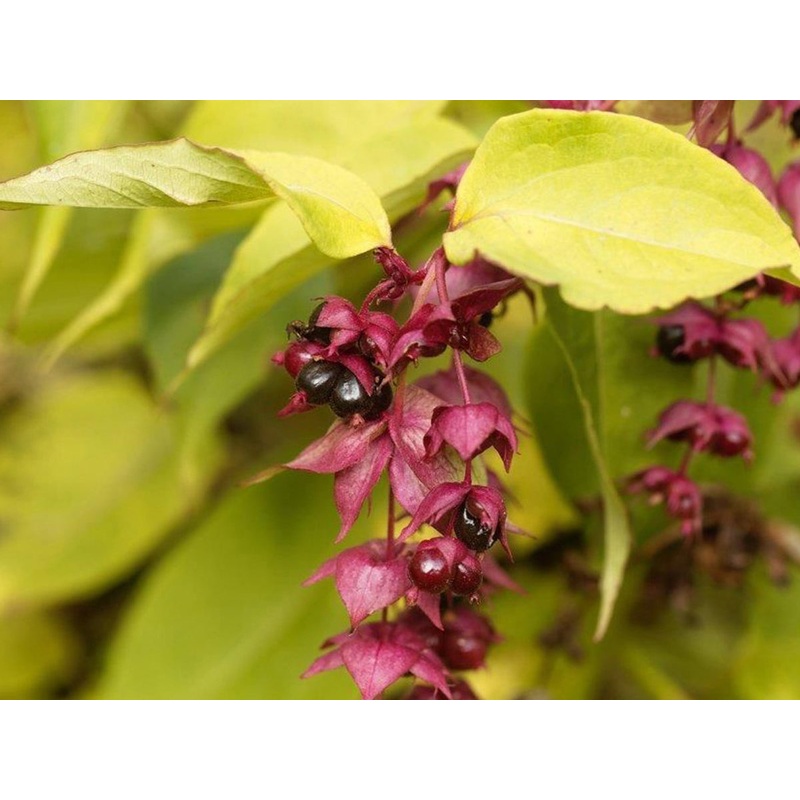 Leycesteria formosa ‘Golden Lanterns’ – Yellow Pheasant Berry