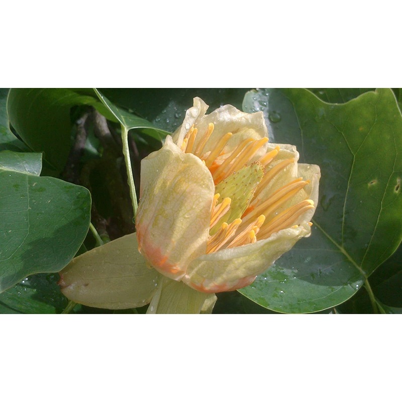 Liriodendron tulipifera – Tulip Tree