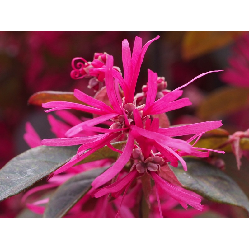 Loropetalum chinense – Chinese Fringe Flower