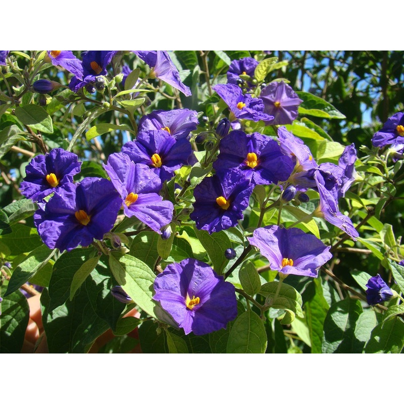 Lycianthes / Solanum rantonnetii – Blue Potato Shrub