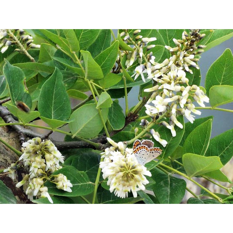 Maackia amurensis – Amur maackia SEEDLING plant