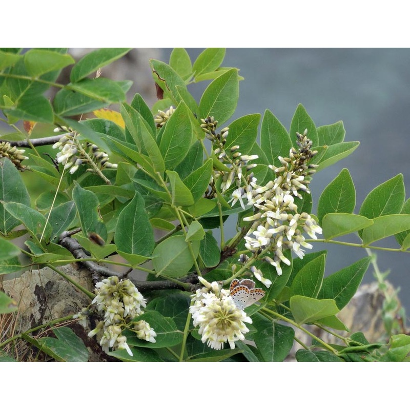 Maackia hupehensis  Chinese Maackia