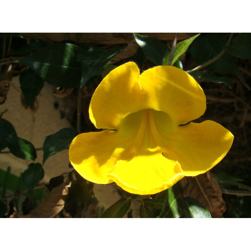 Macfadyena unguis-cati – Cat’s Claw Creeper