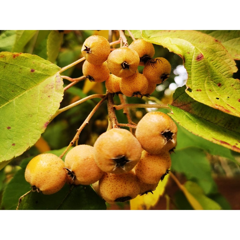 Malus yunnanensis – Yunnan Crab Apple