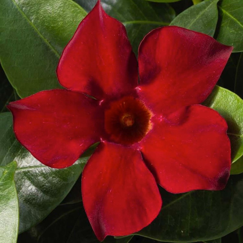 Mandevilla ‘Deep Red’ – Madinia Deep Red Mandevilla – Petite – 5 Inch