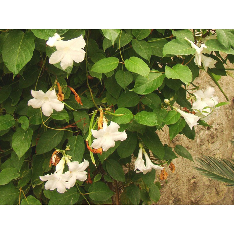 Mandevilla laxa – Chilean Jasmine