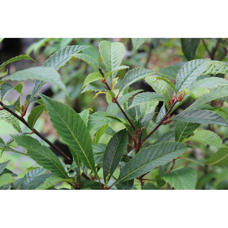Meliosma cuneifolia – Wedge-leaved Bubble Flower