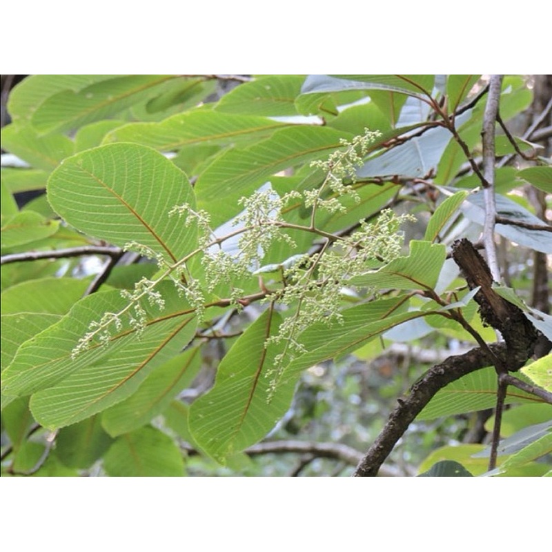 Meliosma dilleniifolia – Elephant Apple Leaved Gogun Tree