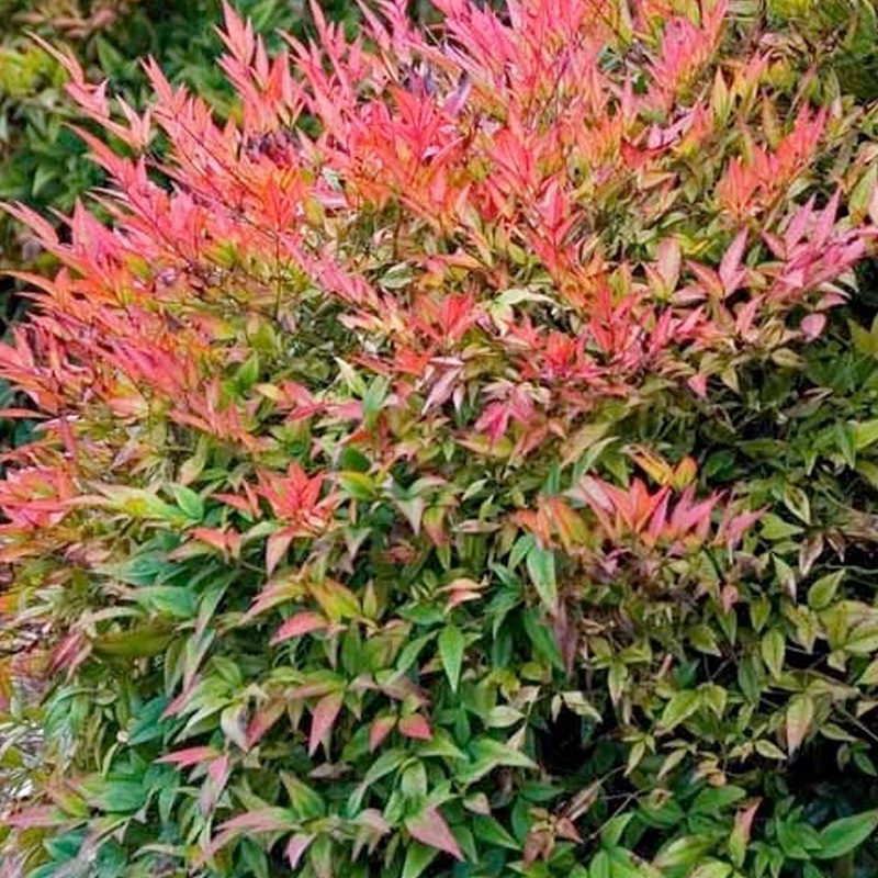 Nandina ‘Gulfstream’ – Gulf Stream Heavenly Bamboo – 5 Gallon