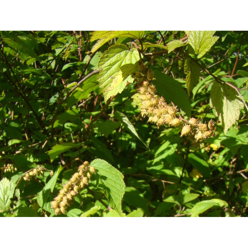 Neillia sinensis var ribesoides – Chinese Neillia, Arching Raspberry