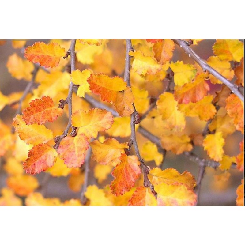Nothofagus antarctica – Antarctic Beech