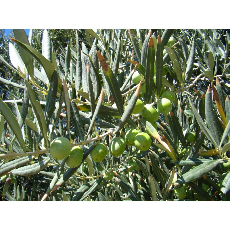 Olea europaea – Olive Tree