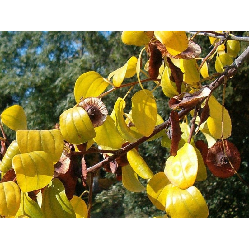 Paliurus spina-christi – Christ’s Thorn, Jerusalem Thorn