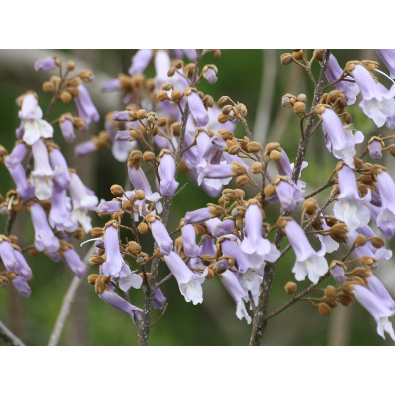 Paulownia tomentosa – Foxglove Tree, Princess Tree