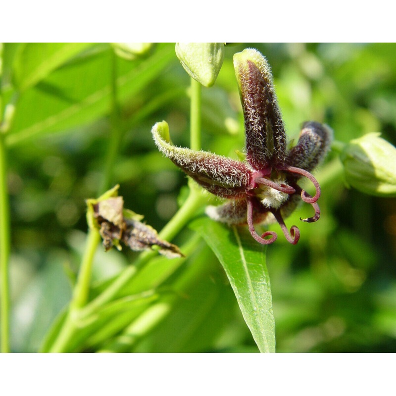 Periploca sepium – Chinese Silk Vine, Spider Vine