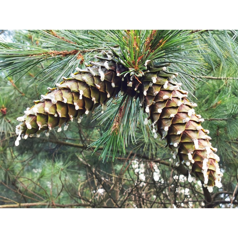 Pinus strobiformis – Mexican White Pine