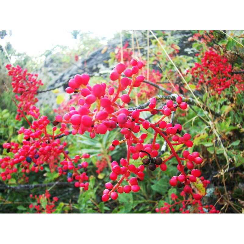 Pistacia terebinthus – Mastic Tree or European Pistachio, Turpentine Tree