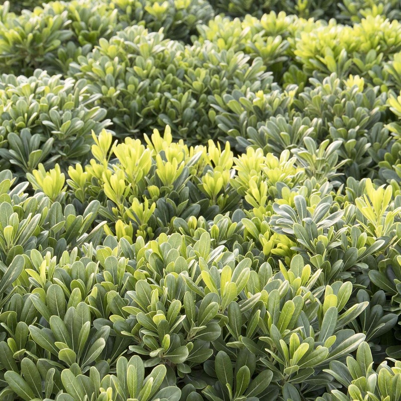 Pittosporum ‘Wheelers Dwarf’ – Wheeler’s Dwarf Pittosporum – 5 Gallon