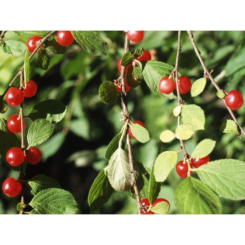 Prunus tomentosa – Nanking Cherry