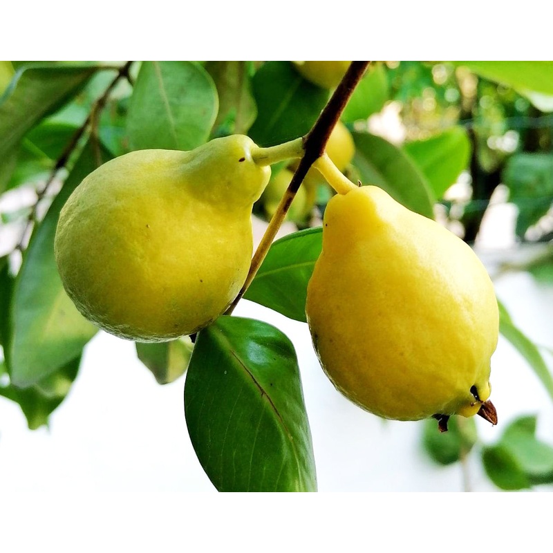 Psidium acutangulum – Crown Guava