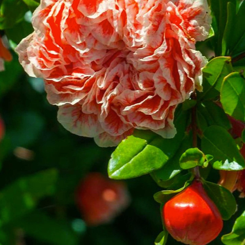 Punica gr. ‘California Sunset’ – California Sunset Pomegranate – 5 Gallon