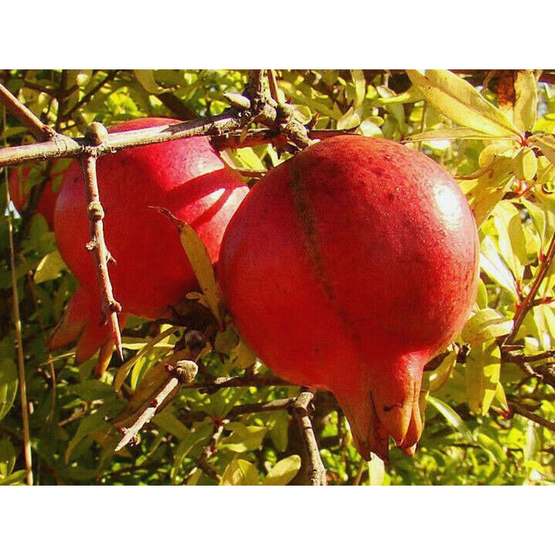 Punica granatum ‘Acco’ – Red Fleshed Pomegranate