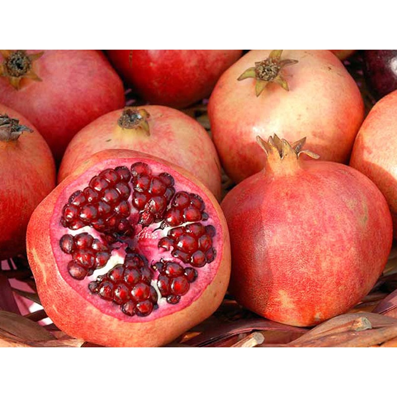 Punica granatum parfianka – Parfianka Pomegranate