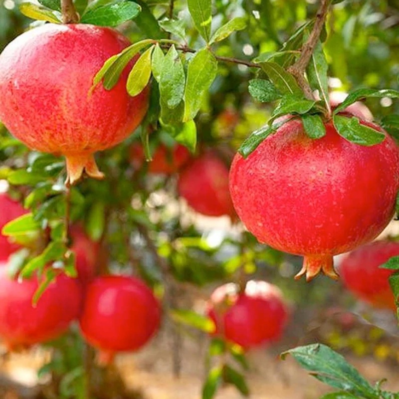 Punica ‘Wonderful’ – #5 Gallon