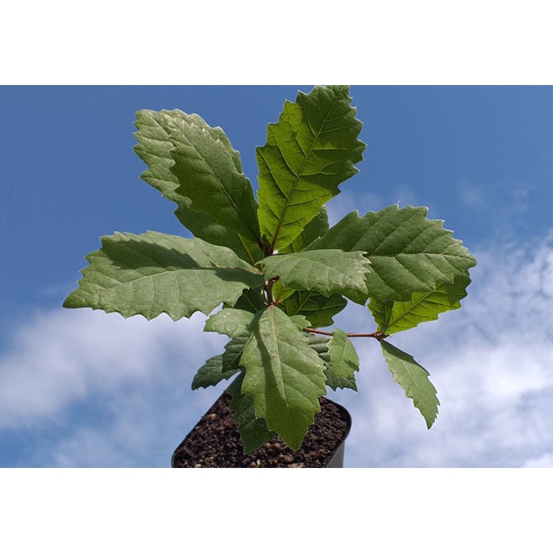 Quercus canariensis – Algerian oak, Mirbeck Oak