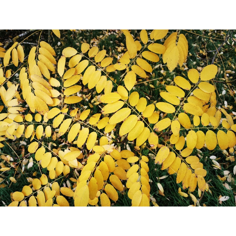 Rhamnus schneideri var mandshurica – Chinese Buckthorn