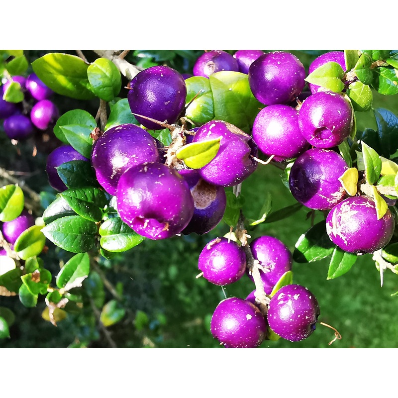Rhaphithamnus spinosus – Prickly Myrtle