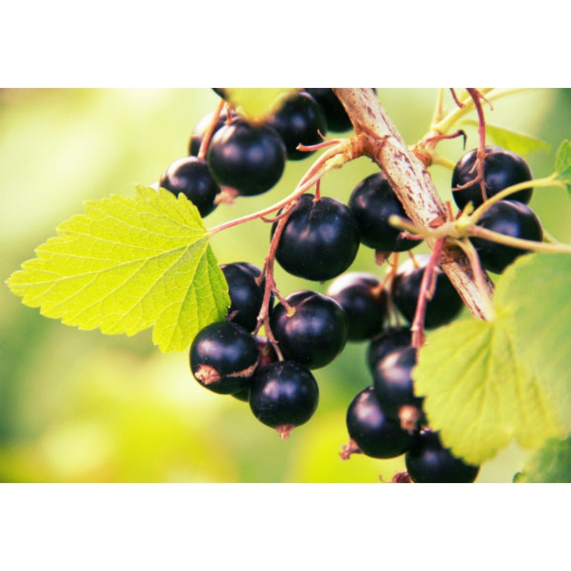Ribes nigrum ‘Titania’ – Blackcurrant ‘Titania’