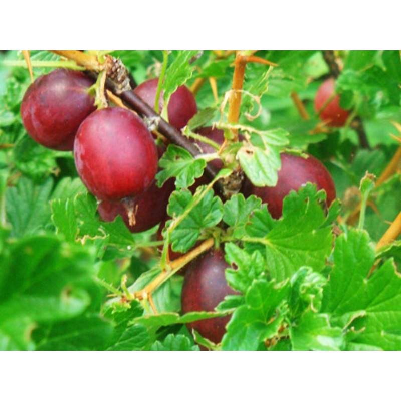 Ribes uva-crispa Rokula – Red Gooseberry (new variety)
