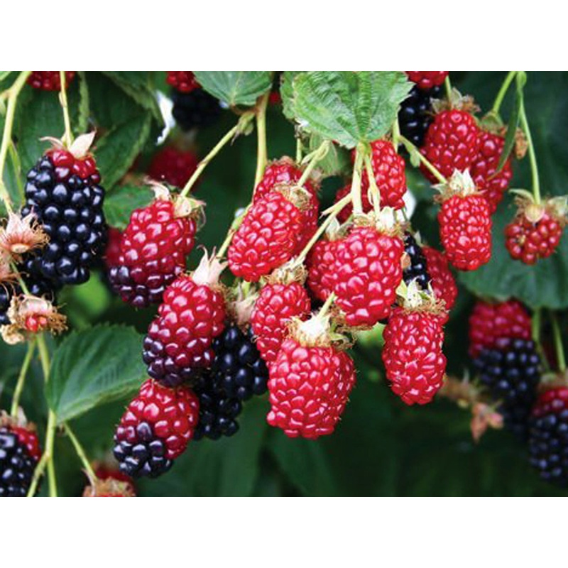 Rubus ursinus x idaeus – Boysonberry