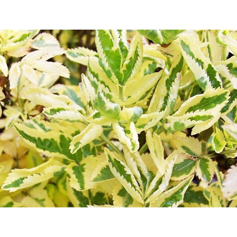 Sambucus nigra Madonna – Variegated Elderflower