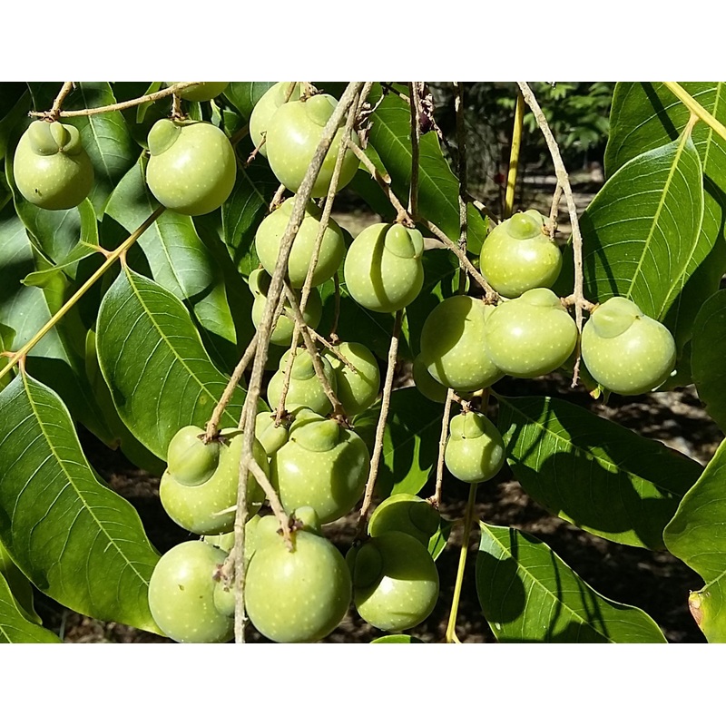 Sapindus mukorossi  Indian Soapberry, Washnut