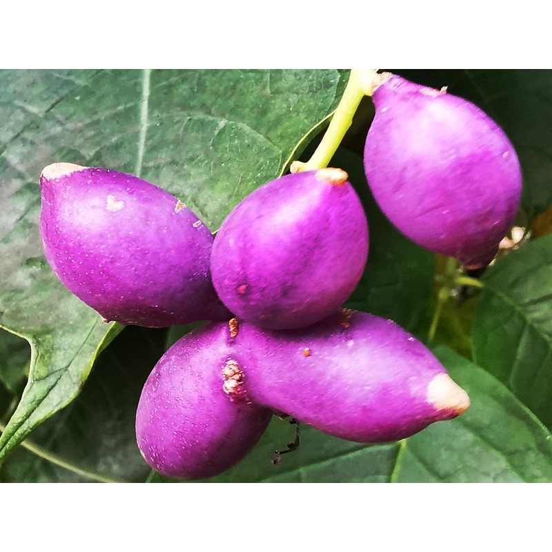 Sinofranchetia chinensis – Violet Climber