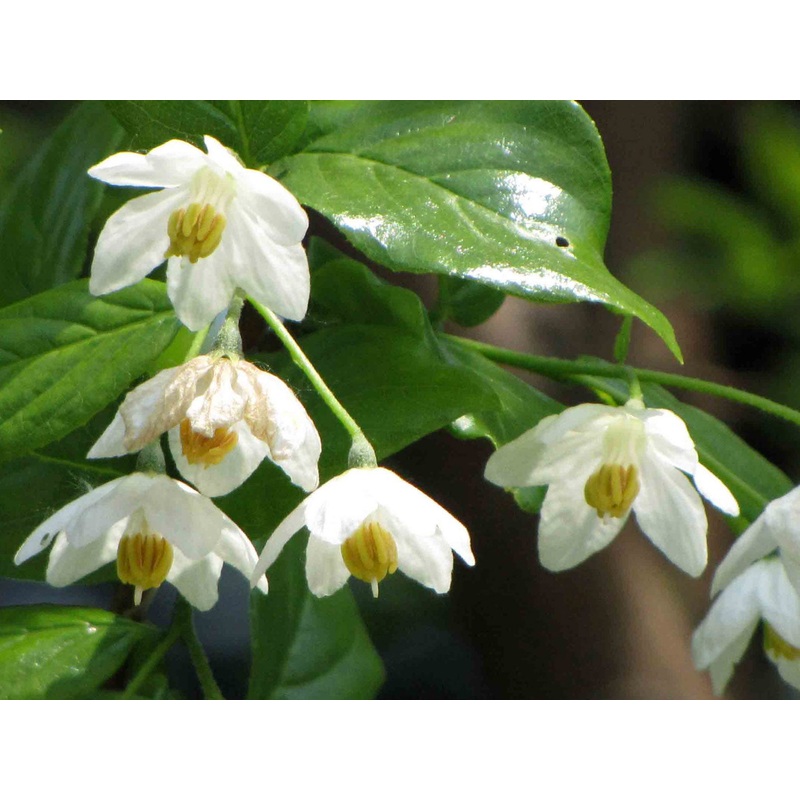Sinojackia xylocarpa – Weeping Jack Tree