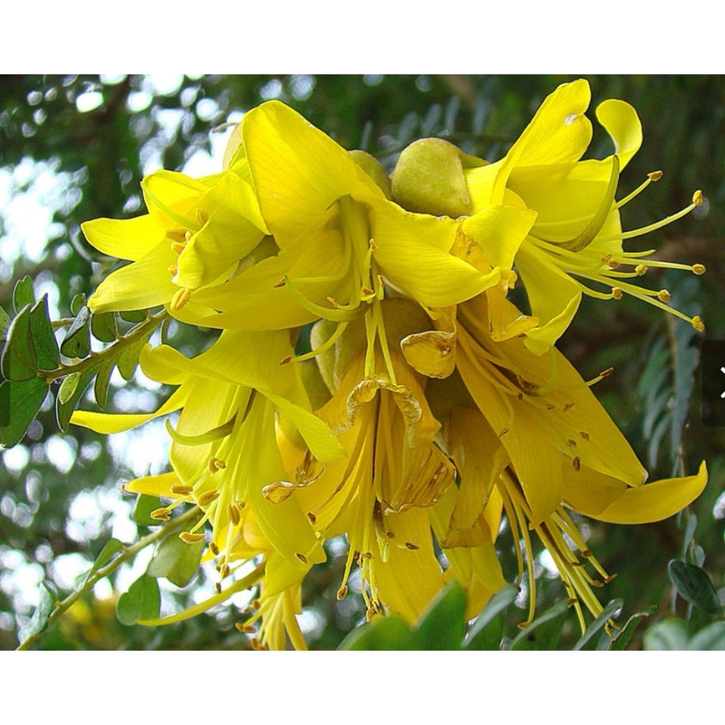 Sophora cassioides – Chilean Pelu, Chilean kowhai