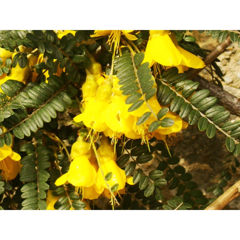 Sophora microphylla – Yellow Kowhai