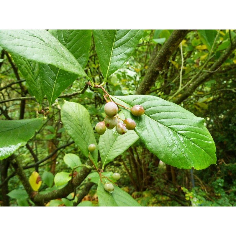 Sorbus aronioides – Chokeberry Leaved Rowan