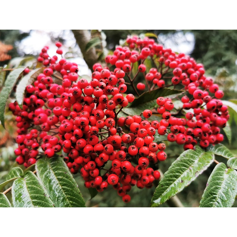 Sorbus wilsoniana – Chinese Rowan